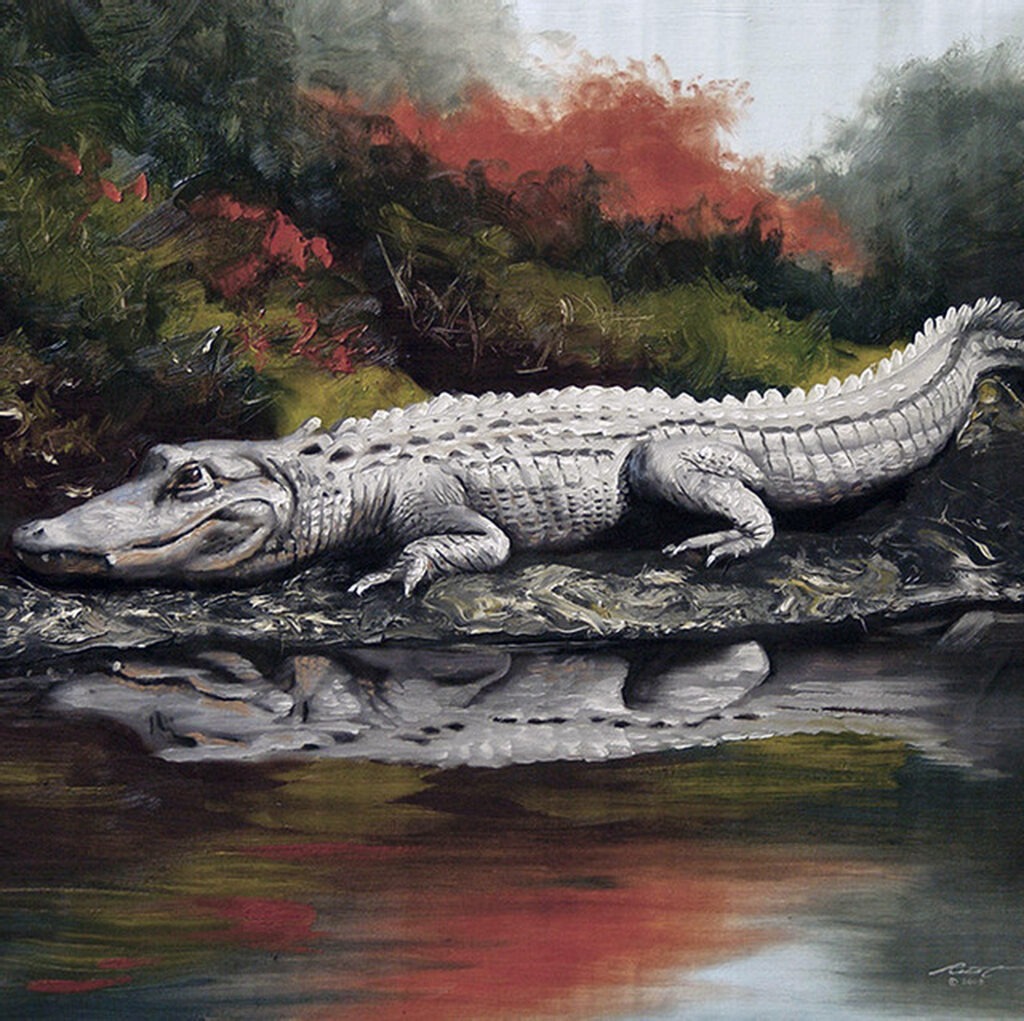 Wildlife - Alligators